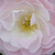 Biało - różowy - Róże parkowe - Bouquet Parfait®